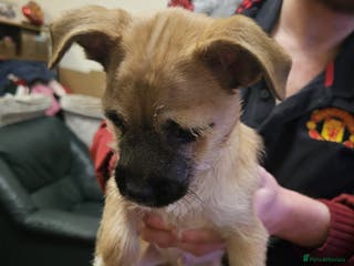 Mixed Breed dogs Chihuahua cross Jack Russell - Advert 3