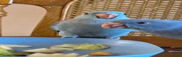 Ringnecks birds for sale: Female IRN for sale - Advert 5
