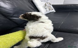 Toy Poodle dogs for sale: Toy poodle boy chocolate and white  - Advert 7