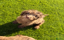 Cockapoo dogs for sale: Adorable f1 Cockapoo puppies 🐶  READY TO GO! in Stourport-on-Severn - Image 5