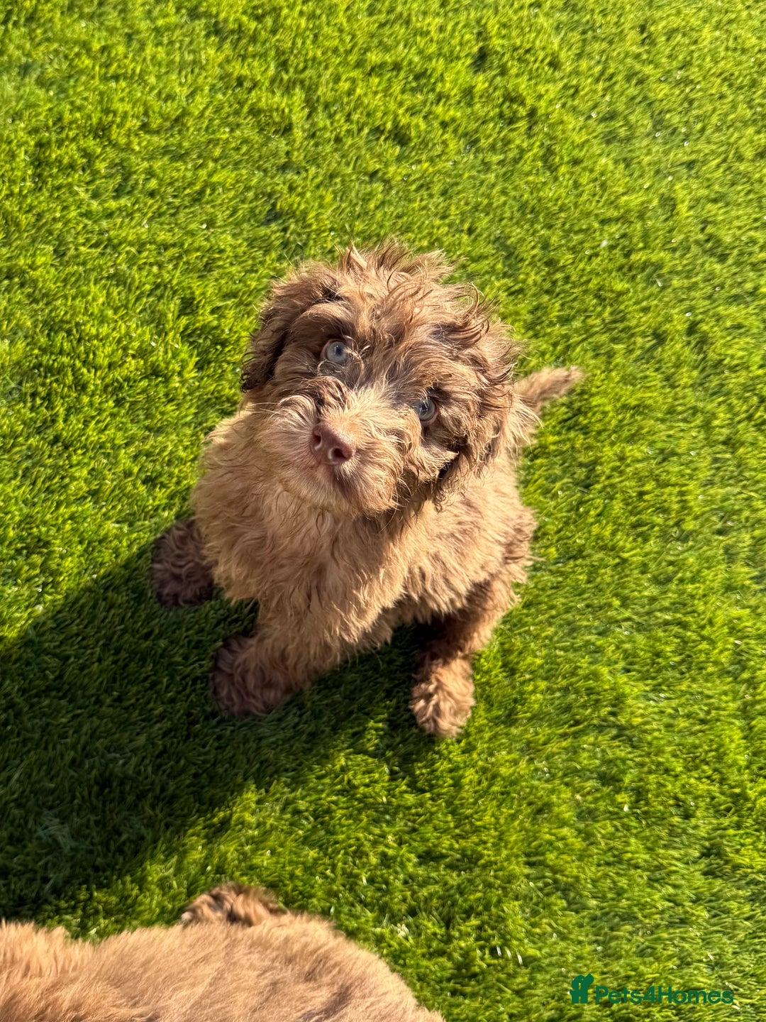 Cockapoo dogs for sale: Adorable f1 Cockapoo puppies 🐶  READY TO GO! in Stourport-on-Severn - Image 5