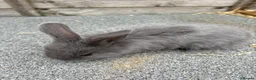 Mixed Breed rabbits for sale: Mini lop cross bunnies  - Advert 5