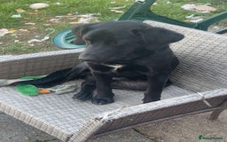 Mixed Breed dogs for sale: Labrador crossed with collie-kelpie - Image 1