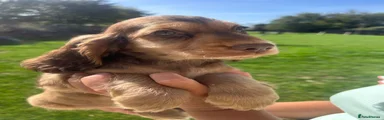 Cocker Spaniel 7