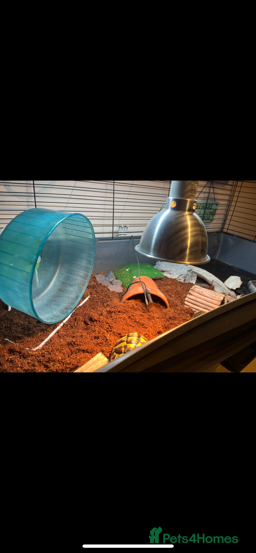 Hermann Tortoise reptiles for sale: Hermann Tortoise for sale - Image 2