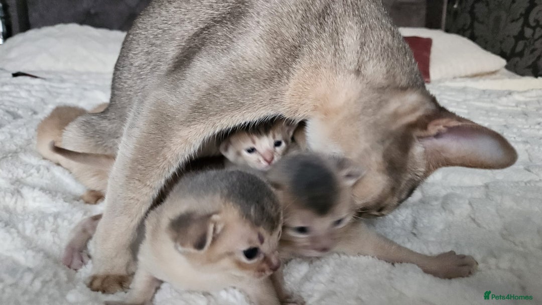 Abyssinian cats for sale: Abyssinian  - Advert 33