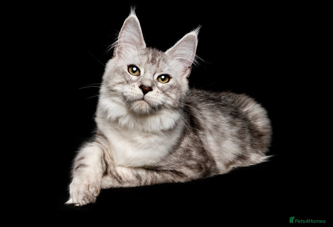 Maine Coon cats for sale: Mainecoon kittens TICA REGISTERED stunning - Advert 2