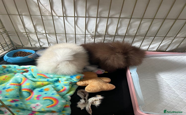 Pomeranian dogs - Advert 1
