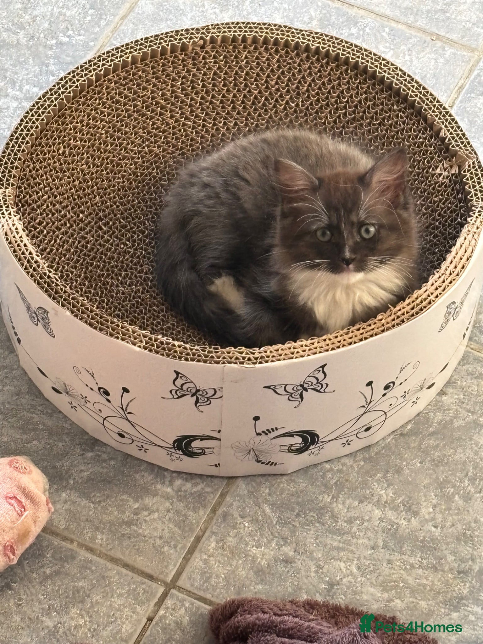 Ragcoon cats Stunning Ragcoons 😍 - Advert 6
