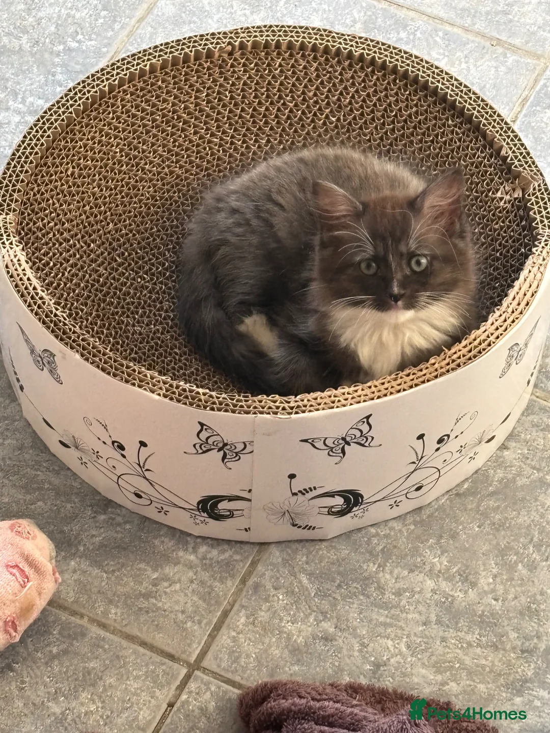 Ragcoon cats for sale: Stunning Ragcoons 😍 ** last kitty available!** - Advert 1