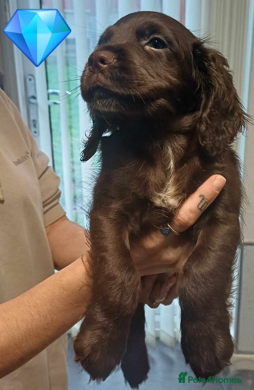 Sprocker dogs for sale: Beautifull Sprocker spaniel puppies, ready now! - Advert 9