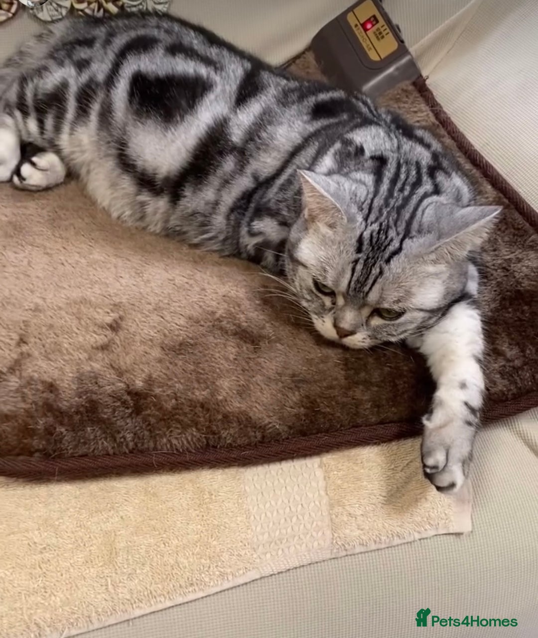 British Shorthair cats for sale: Beautiful silver spotted british shorthair kittens - Image 10