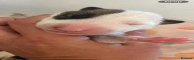 English Bull Terrier 2