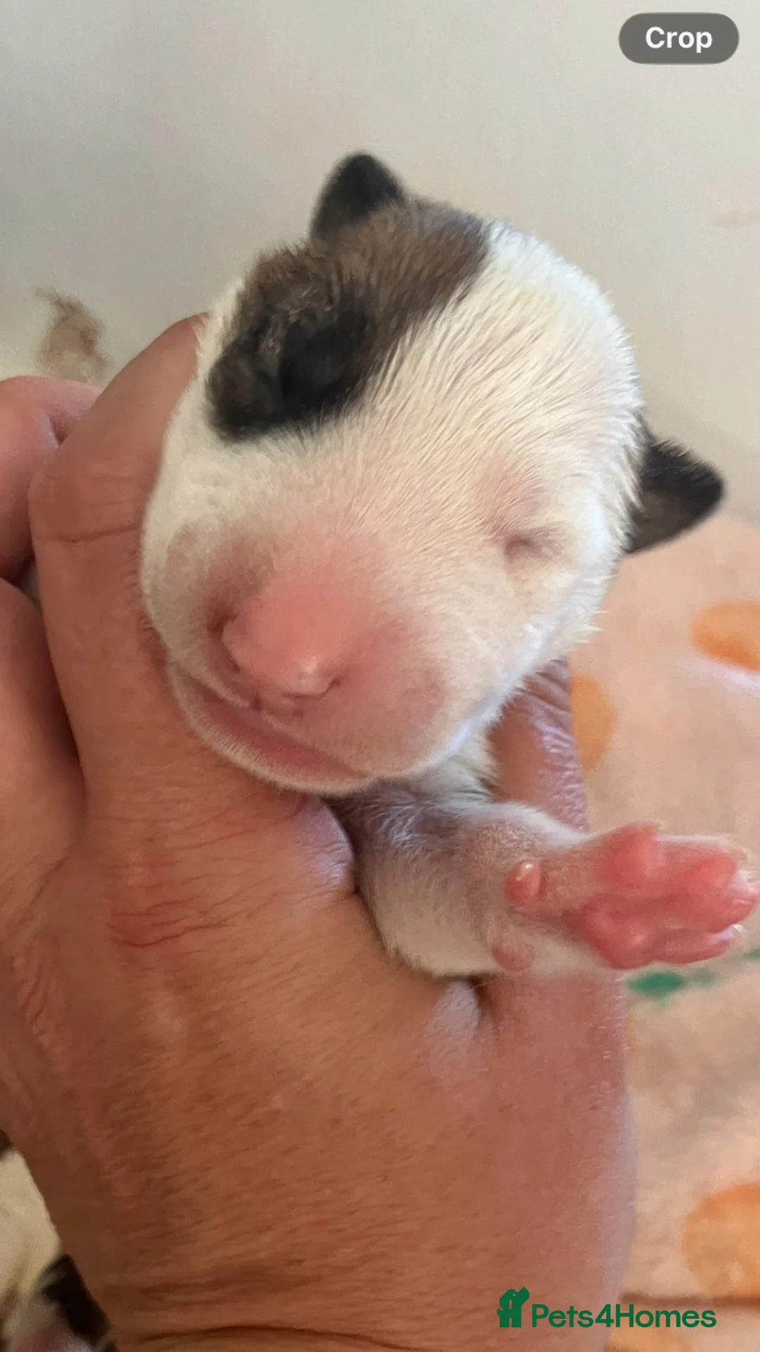 English Bull Terrier dogs for sale: 4 x kc registered English Bull Terriers  - Advert 22