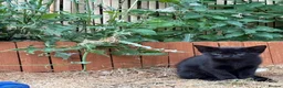 Siamese cats for sale: beautiful kittens for sale a mixed breed  - Advert 8