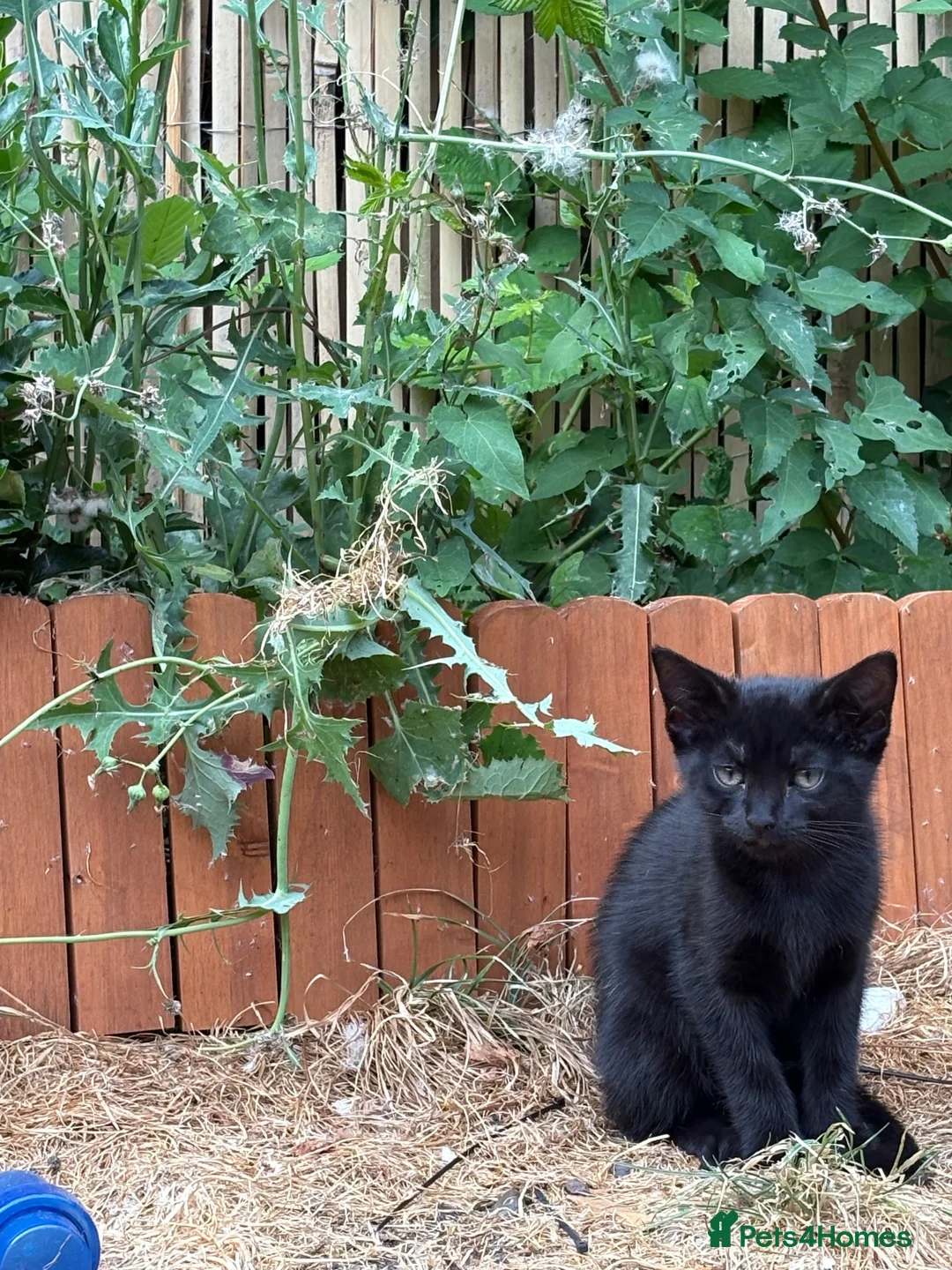 Siamese cats for sale: beautiful kittens for sale a mixed breed  - Advert 8