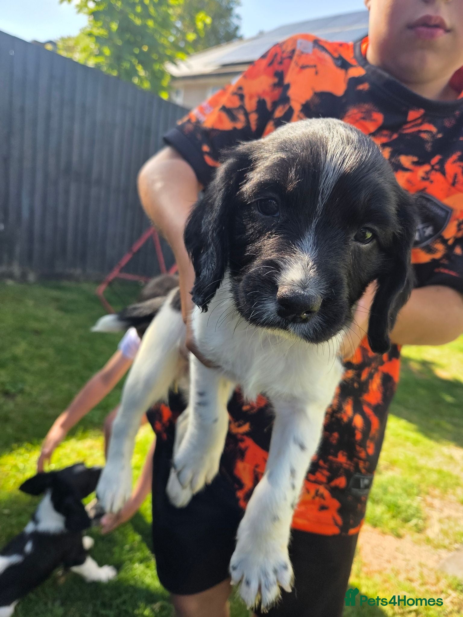 English Springer Spaniel dogs English Springer Spaniels  - Advert 1