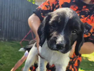 English Springer Spaniel dogs English Springer Spaniels - Advert 1