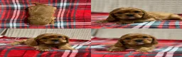 Cavalier King Charles Spaniel dogs for sale: STUNNING CAVALIER KING CHARLES PUPPIES  - Advert 37