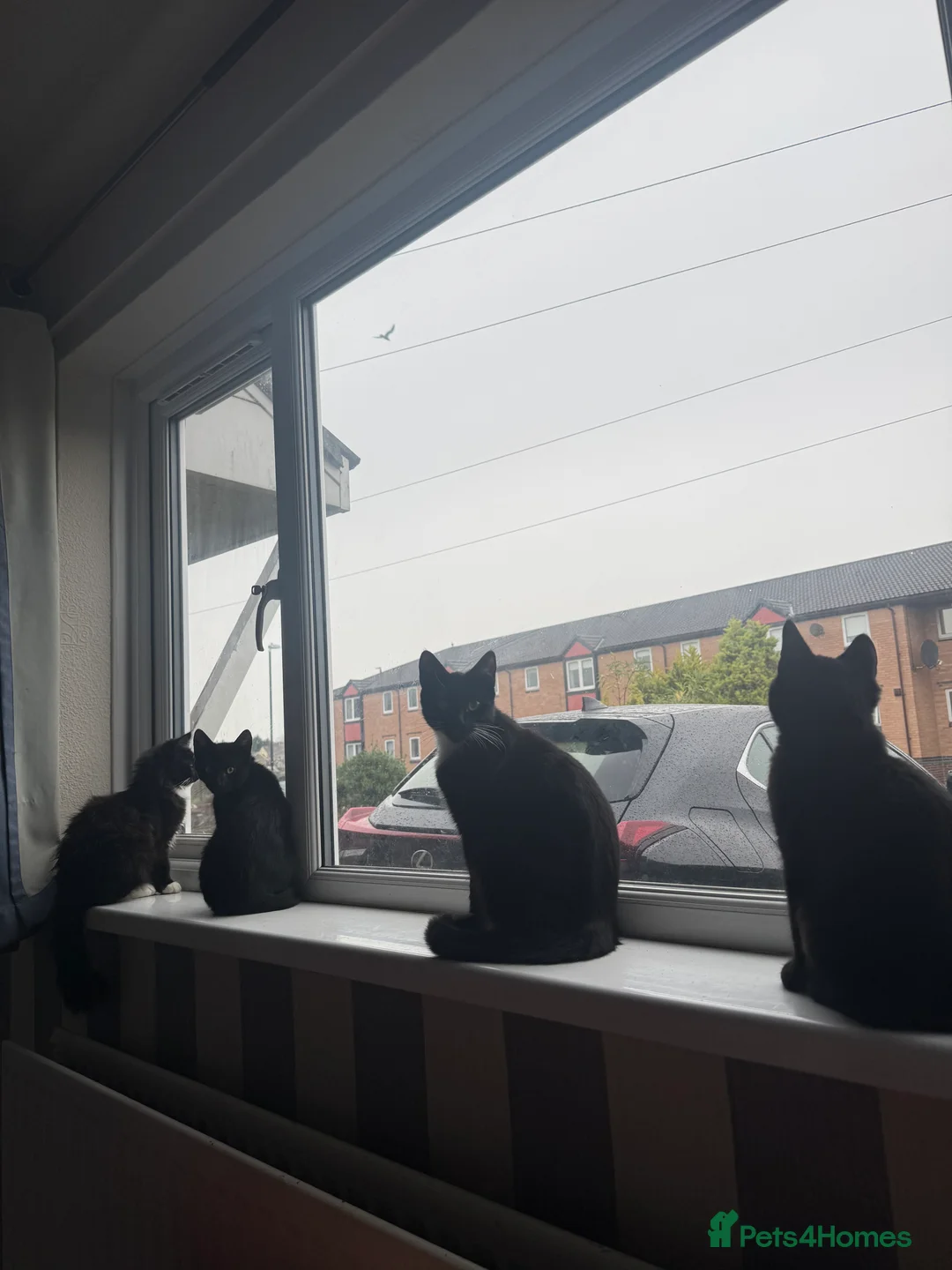 Mixed Breed cats for sale: Lovely Male Cat Looking for a Forever Home - Advert 5
