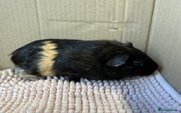 Guinea Pig rodents for sale: Young Guinea pigs  - Image 21