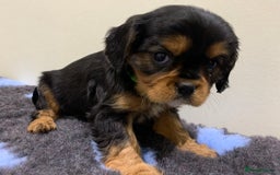 Cavalier King Charles Spaniel dogs for sale: Pedigree cavalier puppies  - Image 2