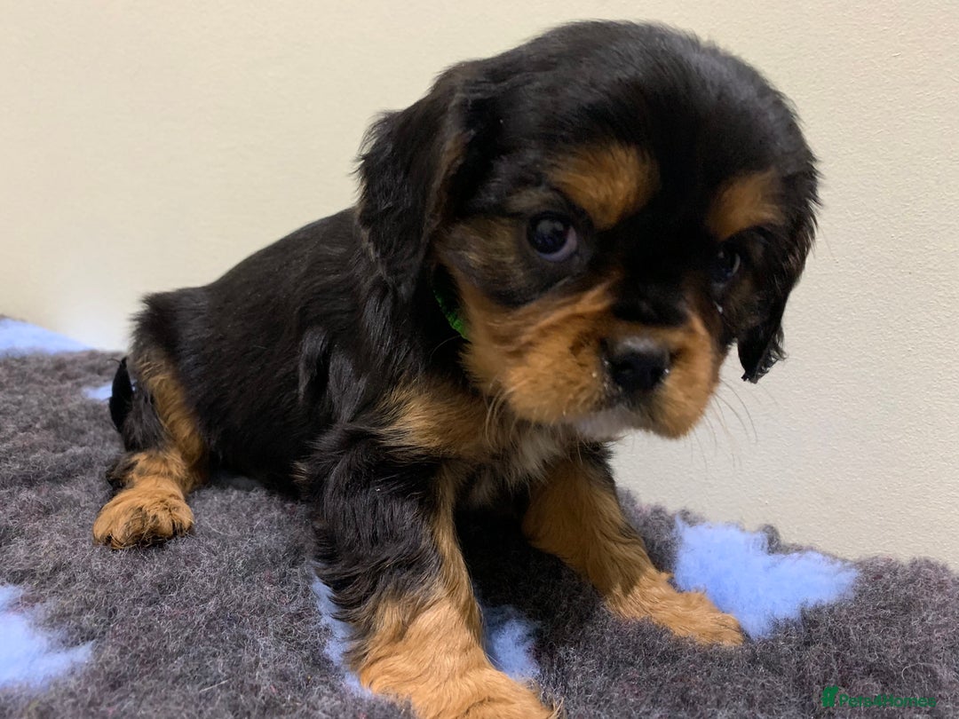 Cavalier King Charles Spaniel dogs for sale: Pedigree cavalier puppies  - Image 2