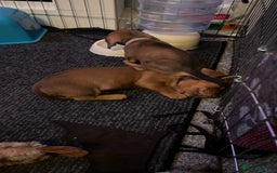 Dachshund dogs for sale: Dachshund puppies for sale - Image 18