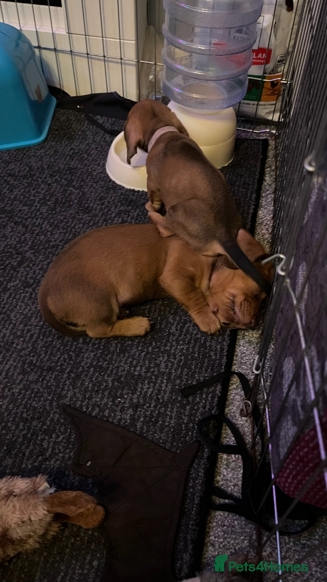 Dachshund dogs for sale: Dachshund puppies for sale - Image 18