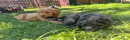 Australian Labradoodle dogs for sale: *READY TO GO* 💕Australian Labradoodle Puppies💕 - Advert 10