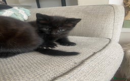 Mixed Breed cats for sale: Beautiful friendly kittens  - Image 6