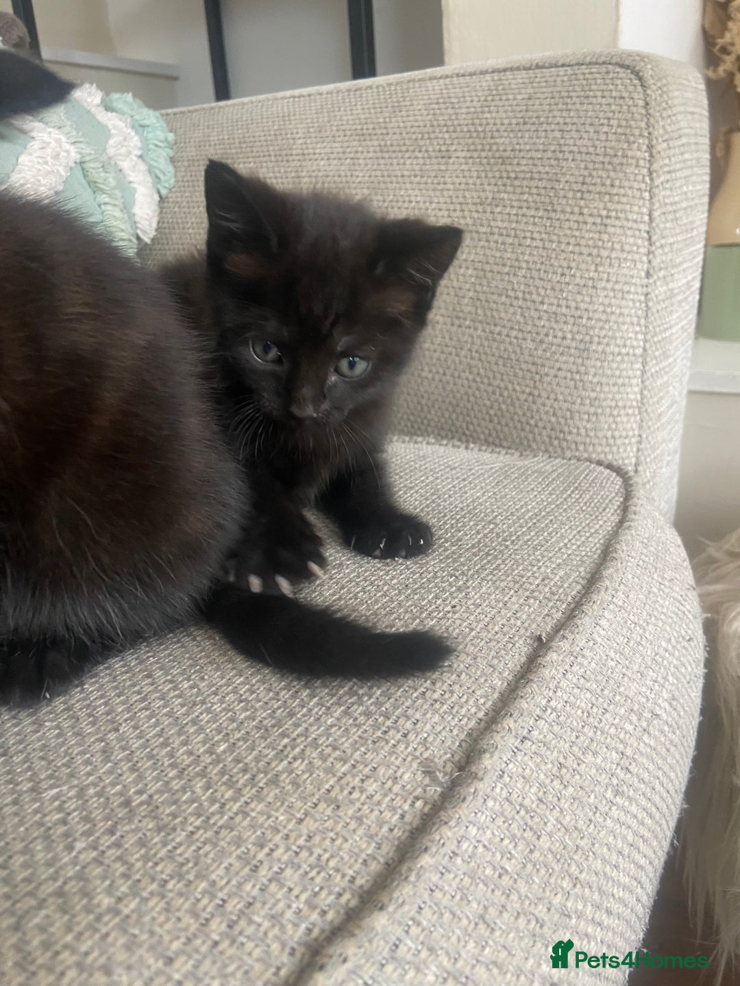 Mixed Breed cats for sale: Beautiful friendly kittens  - Image 6