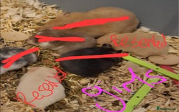 Hamster rodents for sale:  **last 2 now reserved *** Baby syrian hamsters  - Image 1
