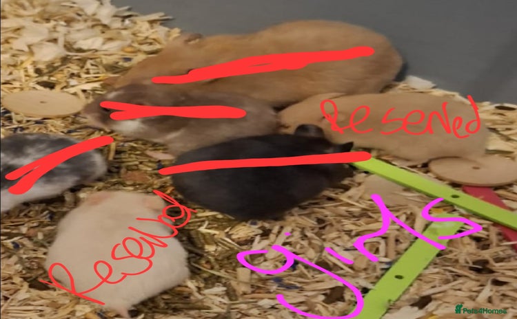 Hamster rodents - Advert 8