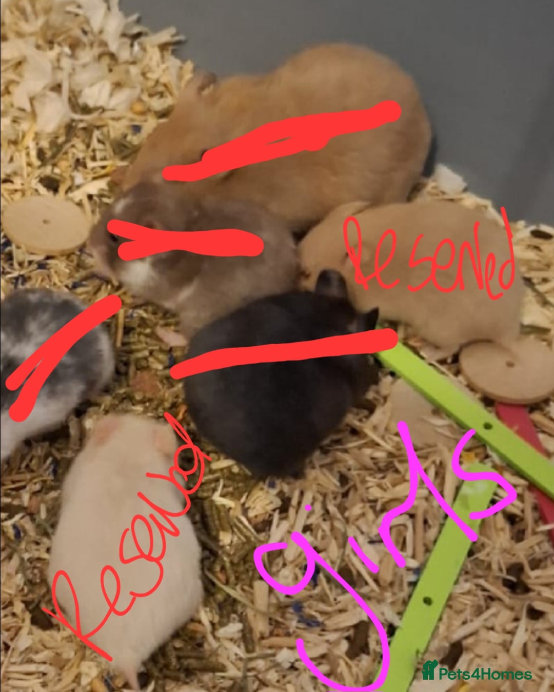 Hamster rodents for sale:  **last 2 now reserved *** Baby syrian hamsters  - Image 1