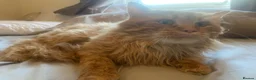 Maine Coon cats for stud: 🔥 **ADMOOSL COMET — AT STUD** 🔥 TICA ACTIVE  - Advert 5