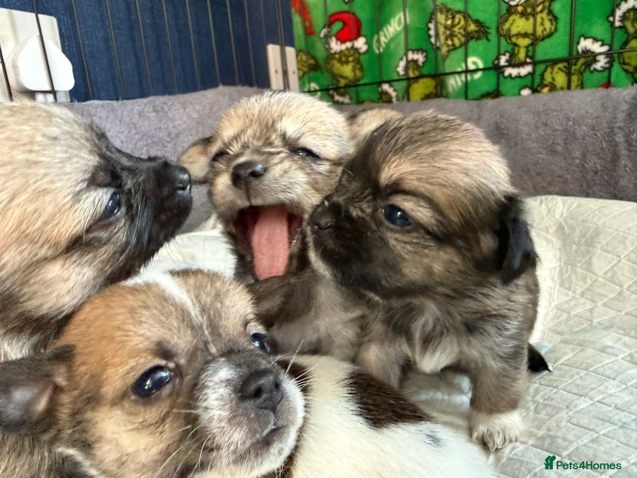 Mixed Breed dogs Beautiful puppies looking for loving homes in Barnetby - Advert 1