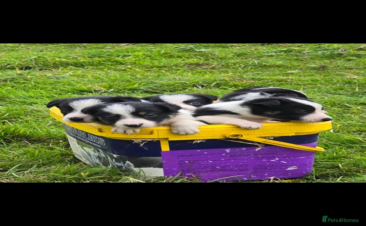 Border Collie dogs - Advert 1