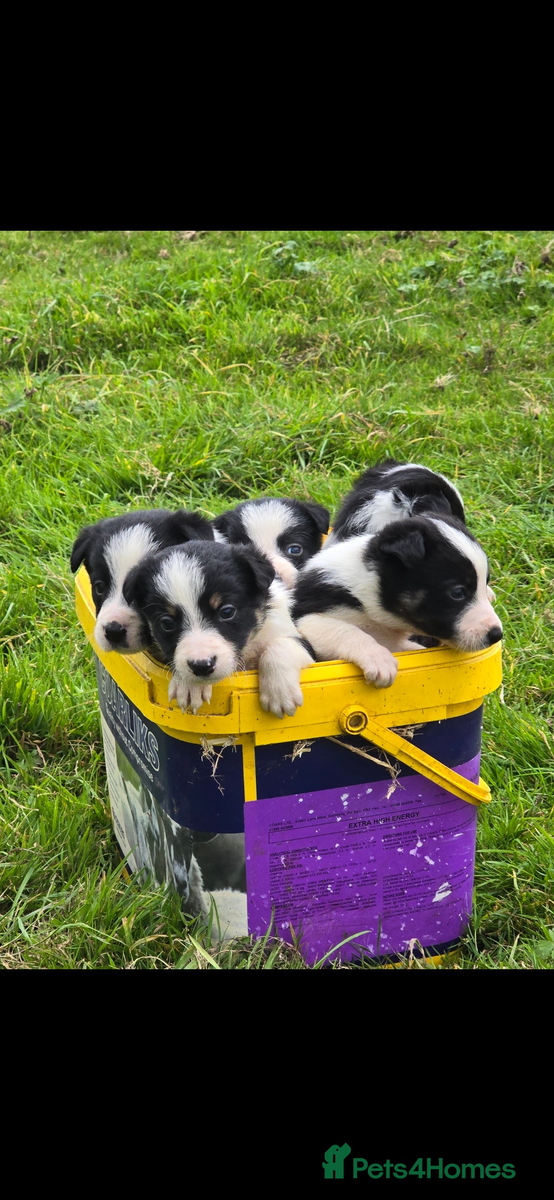 Border Collie dogs for sale: Border collie pups for sale - Image 1