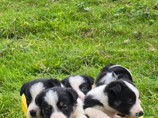 Border Collie dogs - Advert 8