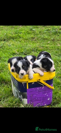 Border Collie dogs - Advert 1