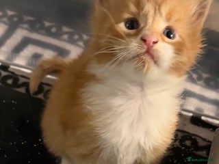 Maine Coon cats Stunning Mainecoon cubs - Advert 11