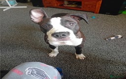 American Bull Staffy dogs for sale: 'Dodge' (boy) - Image 9