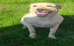 Labrador Retriever dogs for sale: Beautiful Labrador girl  - Image 12