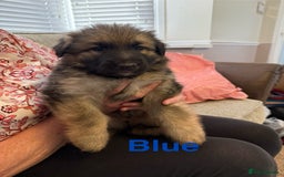 German Shepherd dogs for sale: KC Registered German Shepherd Puppies - Image 18