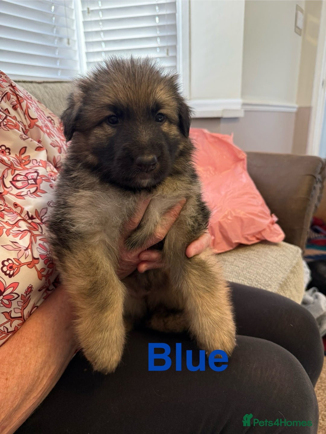 German Shepherd dogs for sale: KC Registered German Shepherd Puppies - Image 18