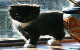 Exotic cats for sale: Exotic cross kittens - Advert 20