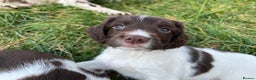 English Springer Spaniel dogs for stud: DNA Tested & Hip/Elbow scored Springer - Bryn in Carmarthen - Advert 17