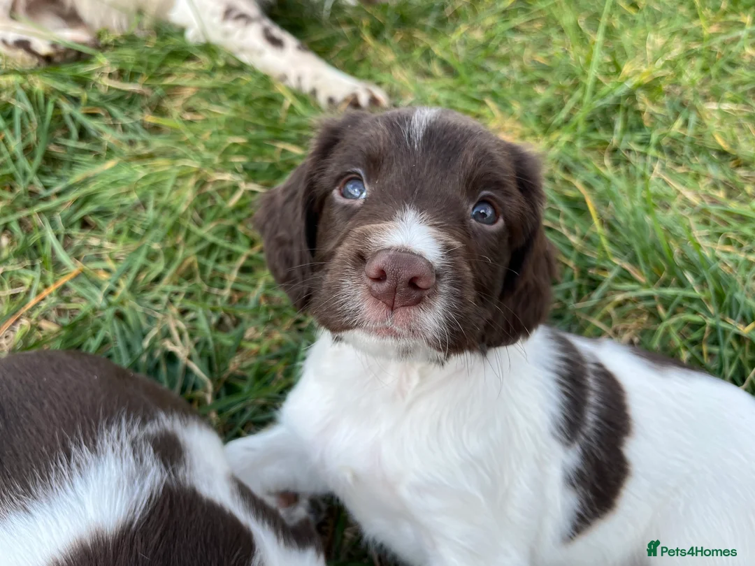 English Springer Spaniel dogs for stud: DNA Tested & Hip/Elbow scored Springer - Bryn in Carmarthen - Advert 17