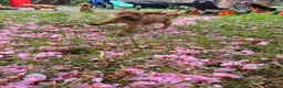 Mixed Breed dogs for sale: 8 beautiful red Vizslador puppies vizsla Labrador  in Ipswich - Advert 22